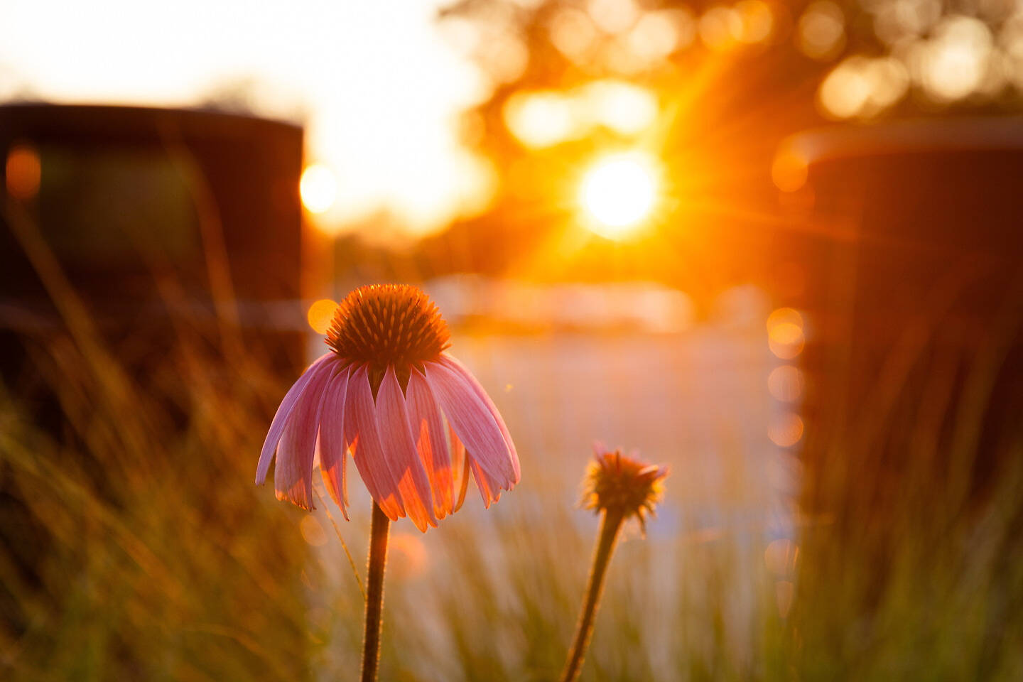 A pink coneflower bathed in golden sunset light, with a blurred background of warm hues and soft bokeh.